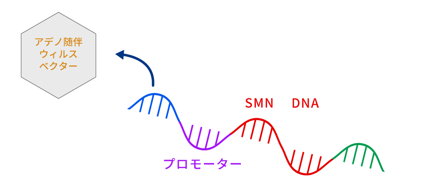 ゾルゲンスマはアデノ随伴ウイルス(AAV)9型へ正常なSMN1遺伝子を導入し、静脈内投与することで効果を発揮します。