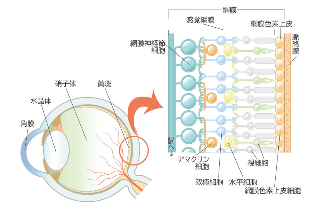繊細で複雑な眼科細胞